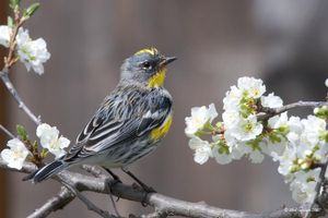 Yellow-rumped-Warbler[1](2)