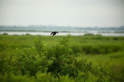 Gateway Wildlife Refuge 7_2