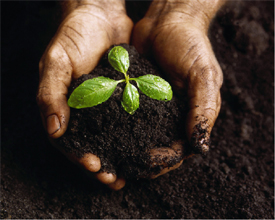 Organic-potting-soil