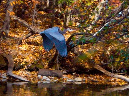 Great Blue Heron, Prospect Park Nov 2009