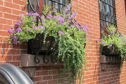 Best Window Boxes Says Greenest Block in Brooklyn | Only The Blog Knows ...